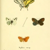 papilio eunomia esper3